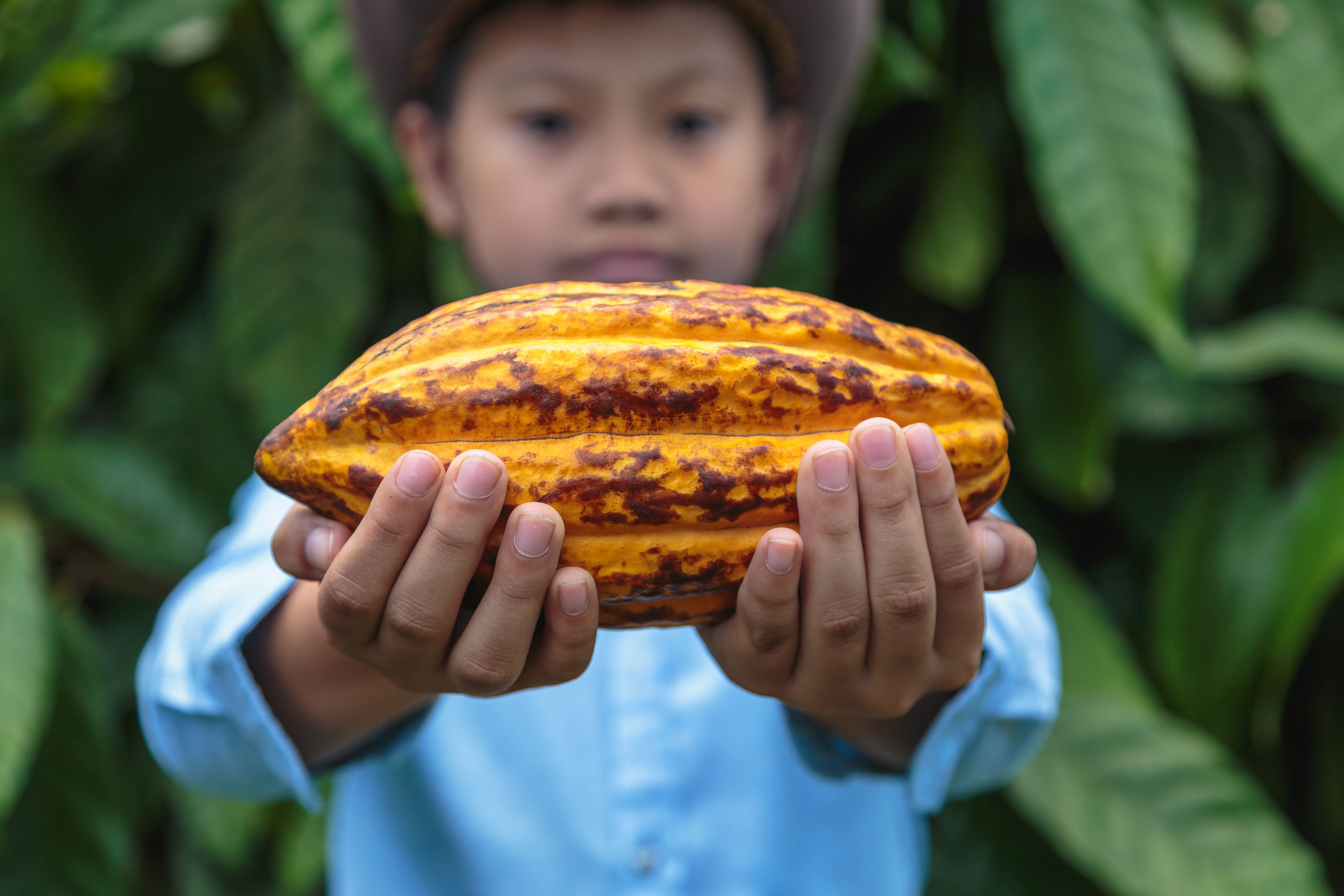 Fresh cocoa pods in the hands of farmers